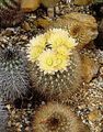 Photo Neoporteria Desert Cactus description