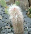   ροζ Εσωτερικά φυτά Oreocereus κάκτος της ερήμου φωτογραφία