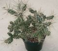   бял Интериорни растения Tephrocactus пустинен кактус снимка