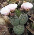   biely Vnútorné Rastliny Tephrocactus pustý kaktus fotografie