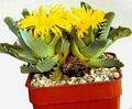   yellow Indoor Plants Tiger's Chops, Cat's Jaws, Tiger Jaws succulent / Faucaria Photo
