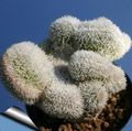 Photo Haageocereus Desert Cactus description