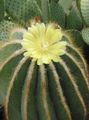 Foto Eriocactus Wüstenkaktus Beschreibung