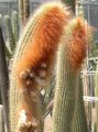   bela Sobne Rastline Espostoa, Perujski Starec Cactus puščavski kaktus fotografija