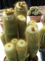   жълт Интериорни растения Топка Кактус пустинен кактус / Notocactus снимка
