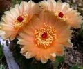 Foto Ball Cactus Wüstenkaktus Beschreibung