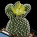 Photo Prickly Pear Desert Cactus description