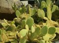   amarelo Plantas de Interior Prickly Pear cacto do deserto / Opuntia foto