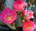 Photo Prickly Pear Desert Cactus description