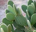   gulur inni plöntur Prickly Pera eyðimörk kaktus / Opuntia mynd
