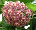 Foto Hoya, Brautstrauß, Madagaskar Jasmin, Wachsblume, Blume Chaplet, Floradora, Hawaiische Hochzeit Blume Ampelen Beschreibung