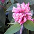   рожевий Кімнатні Рослини, Домашні Квіти Цеструм чагарник / Cestrum Фото