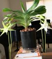   baltas Vidinis augalai, Namas Gėlės Kometa Orchidėja, Žvaigždė Betliejaus Orchidėjų žolinis augalas / Angraecum Nuotrauka