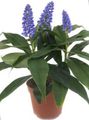 Photo Blue Ginger Herbaceous Plant description