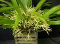 Photo Coconut Pie Orchid Herbaceous Plant description