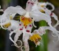   vit Krukblommor Tiger Orchid, Liljekonvalj Orkidé örtväxter / Odontoglossum Fil