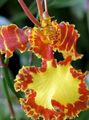 Foto Tanzendame Orchidee, Cedros Biene, Leoparden Orchidee Grasig Beschreibung
