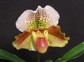 Photo Slipper Orchids Herbaceous Plant description