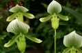   grün Topfblumen Schuhorchideen grasig / Paphiopedilum Foto