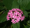 Photo Pentas, Star Flower, Star Cluster Herbaceous Plant description