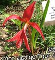 Photo Aztec Lily, Jacobean Lily, Orchid Lily Herbaceous Plant description