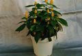   yellow Indoor Plants, House Flowers Yellow Shrimp Plant, Golden Shrimp Plant, Lollipop Plant shrub / Pachystachys Photo