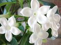 Foto Brautstrauß, Madagaskar Jasmin, Wachsblume, Blume Chaplet, Floradora, Hawaiische Hochzeit Blume Liane Beschreibung