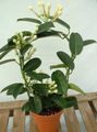   hvid Brudebuket, Madagaskar Jasmin, Voks Blomst, Chaplet Blomst, Floradora, Hawaiian Bryllup Blomst liana / Stephanotis Foto
