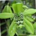   vert des fleurs en pot Coelogyne herbeux Photo