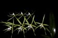   緑色 屋内植物, ハウスフラワーズ ボタン蘭 草本植物 / Epidendrum フォト