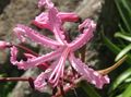 Photo Guernsey Lily Herbaceous Plant description