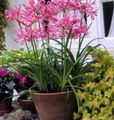   pink Indoor Plants, House Flowers Guernsey Lily herbaceous plant / Nerine Photo