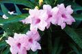   lilac Indoor Plants, House Flowers Monkey Plant, Red ruellia Photo