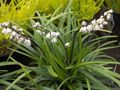 Photo Ophiopogon Herbaceous Plant description