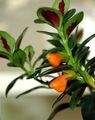   オレンジ 屋内植物, ハウスフラワーズ Hypocyrta、金魚の植物 ハンギングプラント フォト