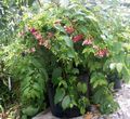   raudonas Vidinis augalai, Namas Gėlės Rangoon Vijoklis liana / Quisqualis Nuotrauka