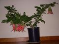   red Indoor Plants, House Flowers Lobster Claw, Parrot Beak herbaceous plant / Clianthus Photo
