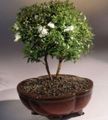   ホワイト 屋内植物, ハウスフラワーズ ギンバイカ 低木 / Myrtus フォト