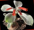 Photo Rechsteineria Herbaceous Plant description