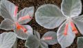   赤 屋内植物, ハウスフラワーズ Rechsteine​​ria 草本植物 / Rechsteineria フォト