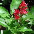   röd Krukblommor Sanchezia, Brand Fingrar örtväxter Fil