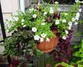   bianco Quadrilatero Fiore, Pistone Ladys, Ala Blu le piante rampicante / Torenia foto