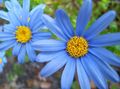 Photo Blue Daisy Herbaceous Plant description