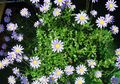   helesinine Maja lilled Sinine Daisy rohttaim / Felicia amelloides Foto