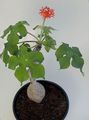 Foto Peregrina, Gicht Pflanze, Guatemaltekische Rhabarber Grasig Beschreibung