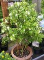   bela Sobne Rastline, Sobne cvetje Lubje Dreves, Oranžna Jessamine grmi / Murraya fotografija