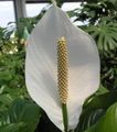   бял Интериорни цветове Мир Лилия тревисто / Spathiphyllum снимка
