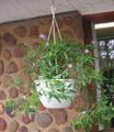   lilac Indoor Plants, House Flowers Asystasia shrub Photo