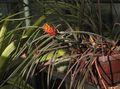 Photo Pinecone Bromeliad Herbaceous Plant description