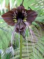 Bilde Bat Hodet Lilje, Balltre Blomst, Djevelen Blomst Urteaktig Plante beskrivelse